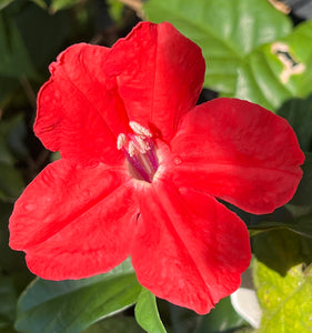 Ruellia elegans