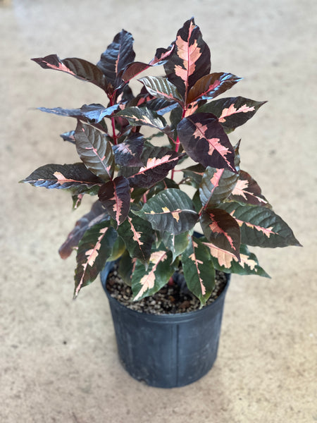 Graptophyllum pictum