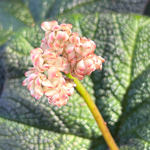 Begonia 'Boomer'