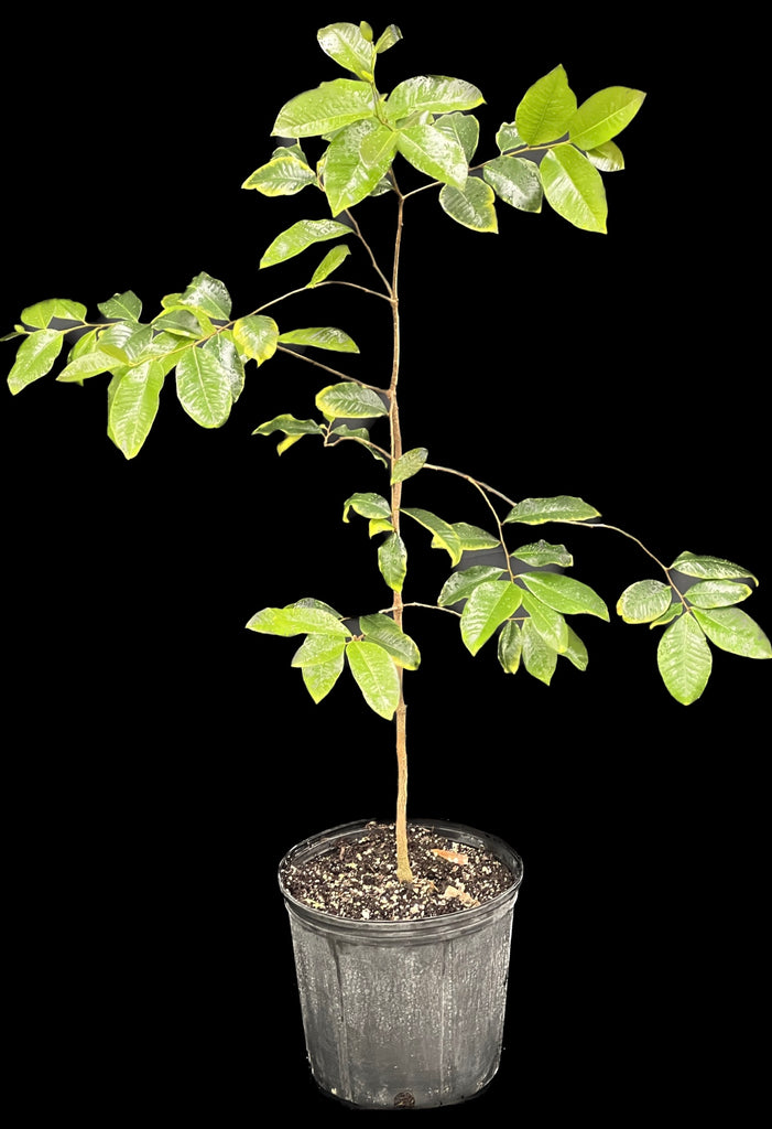 Goetzea Goetzea elegans
