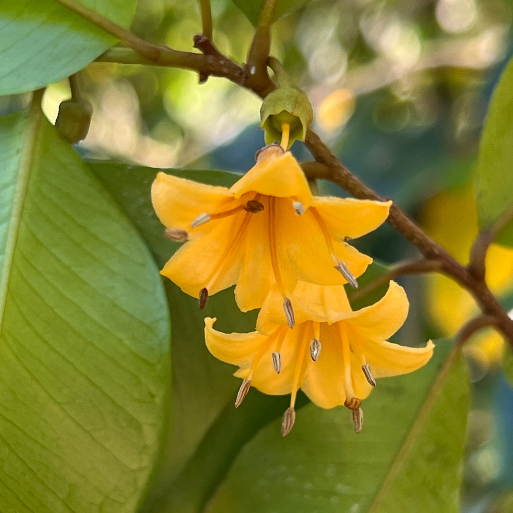 Goetzea Goetzea elegans