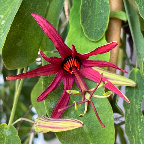 Passiflora cupraea