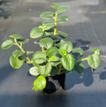 Peperomia incana
