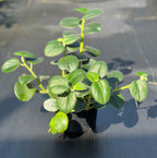 Peperomia incana