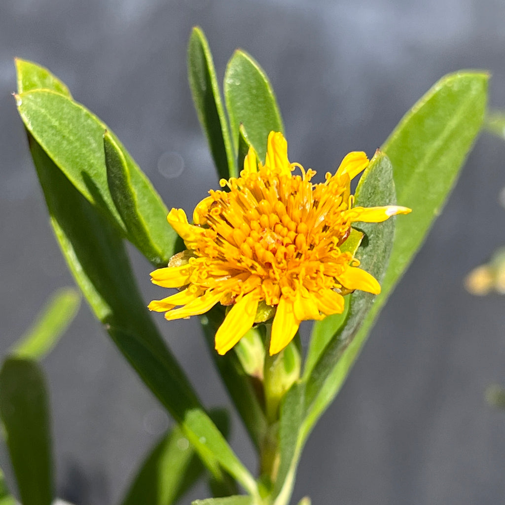Borrichia arborescens