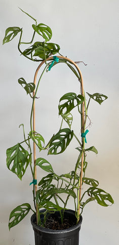 Monstera adansonii subsp. laniata 'Double Windows'
