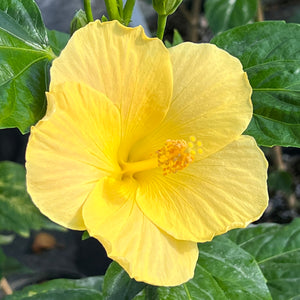 Hibiscus rosa-sinensis 'Tropical Yellow'