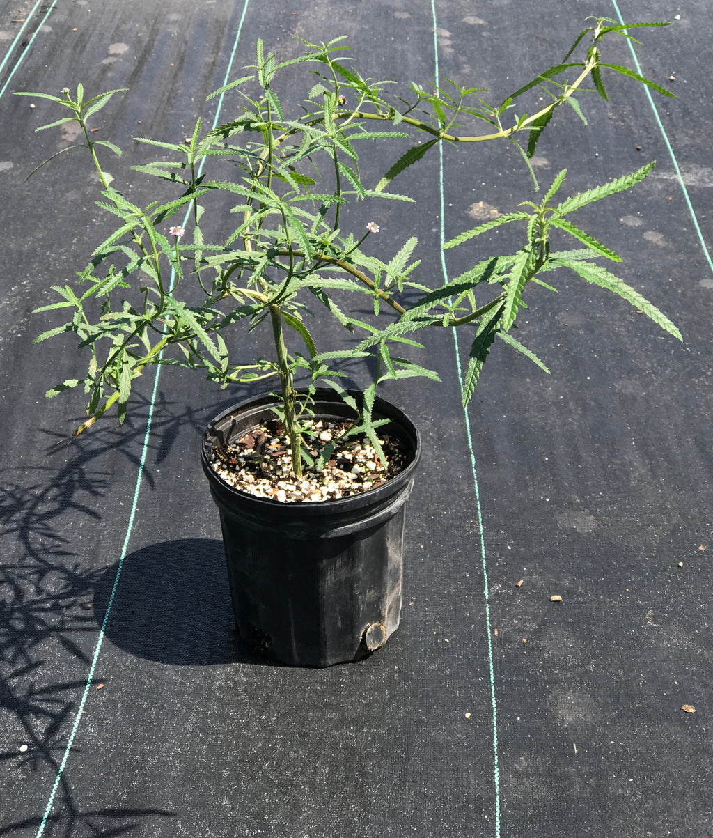 Phyla stoechadifolia