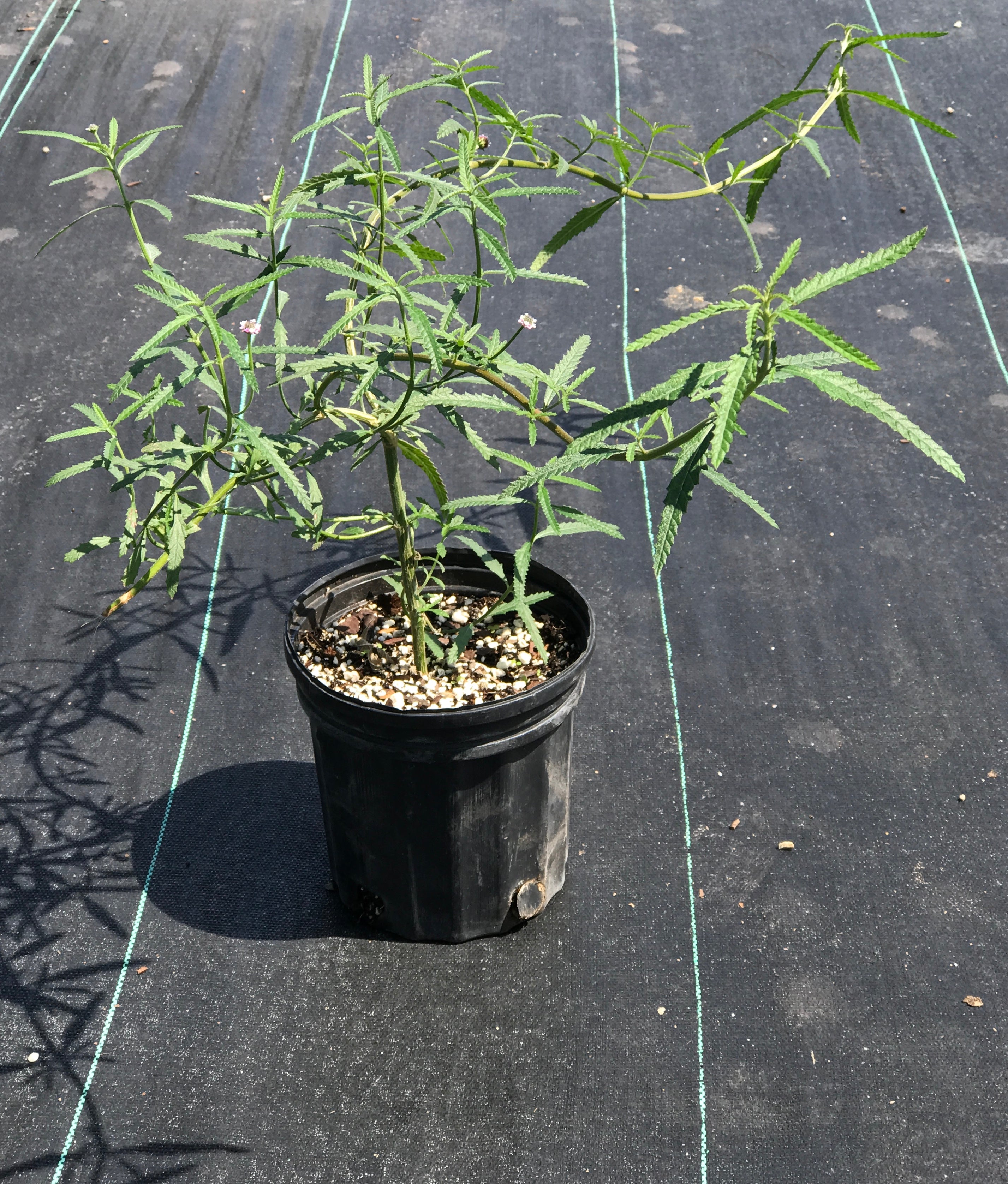 Phyla stoechadifolia