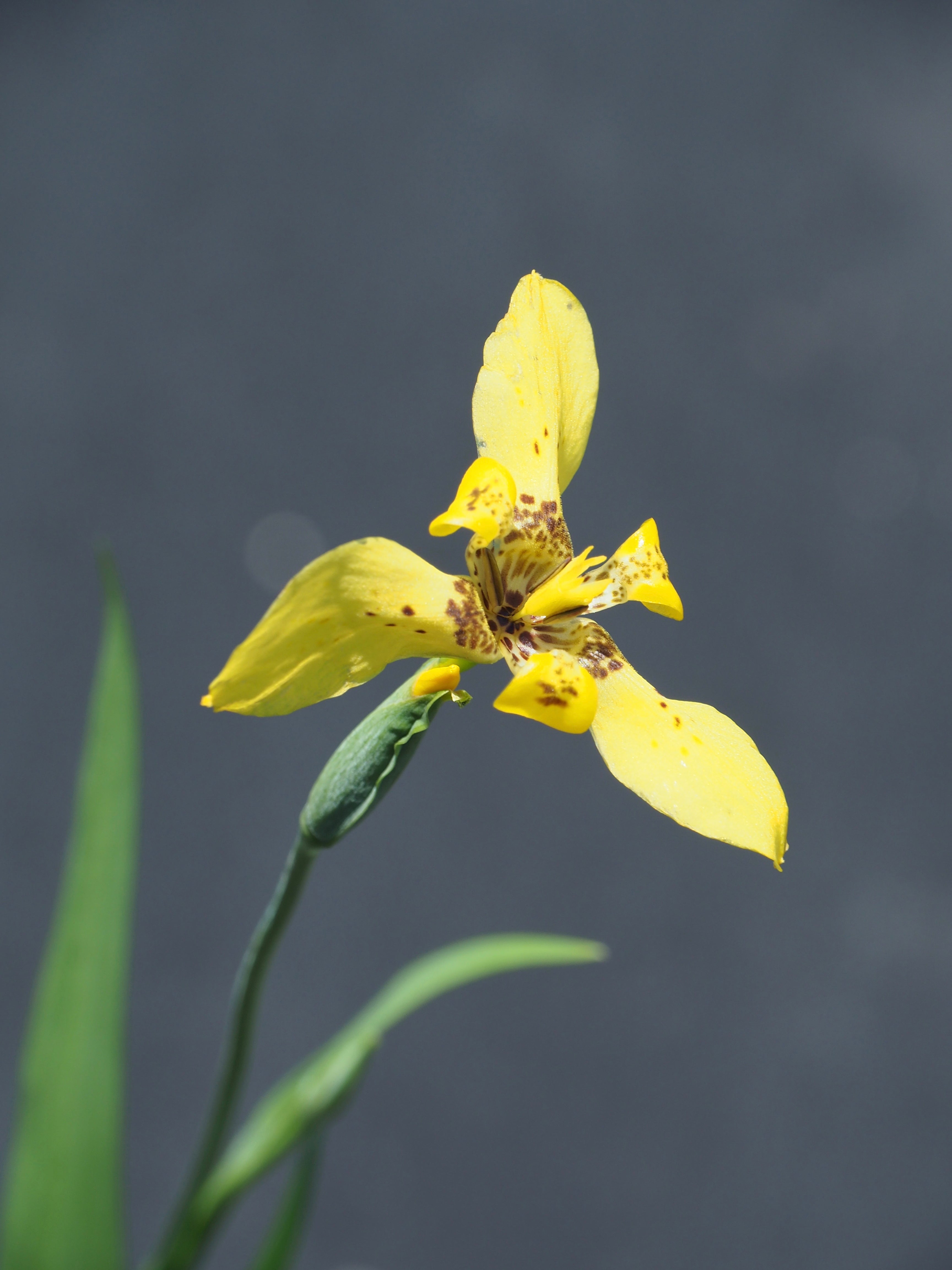 Trimezia steyermarkii