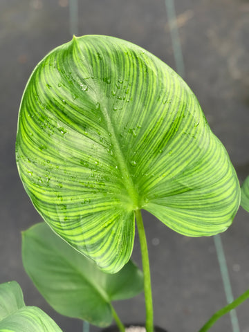 Homalomena expedita