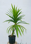 Pandanus amaryllifolius