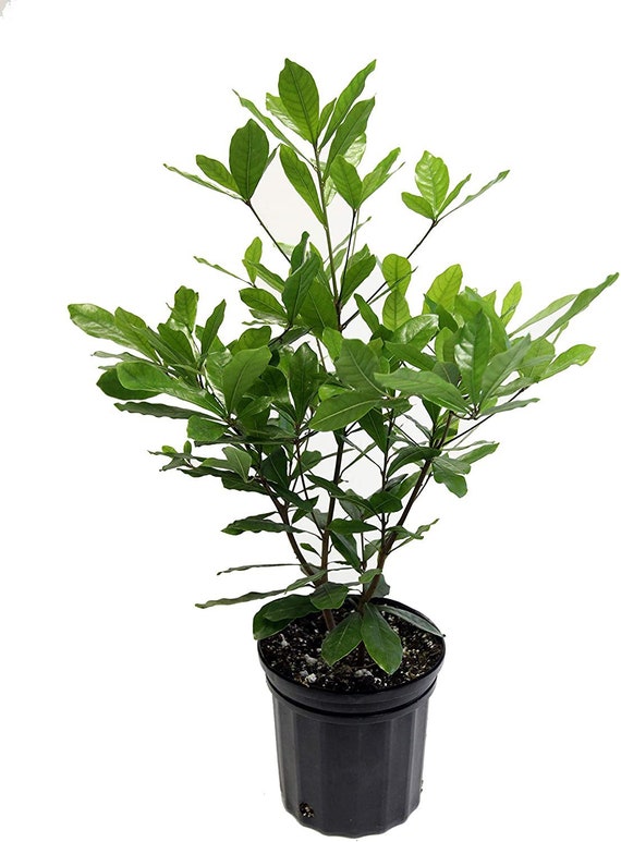 Synsepalum dulcificum