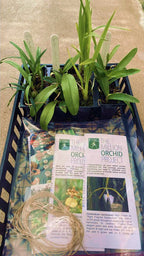 The Million Orchid Project Restoration Kit - Four native species bundle (Tree and Ground species)