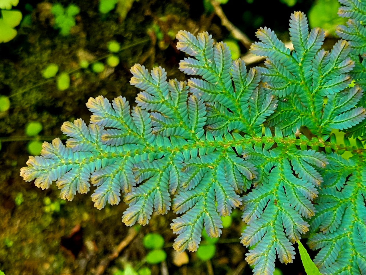 Selaginella willdenowii 'purple highlights form'