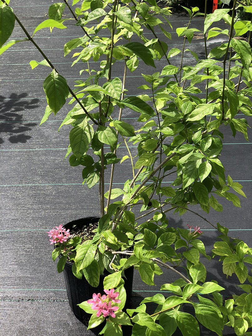 x Ruttyruspolia 'Phyllis Van Heerden'